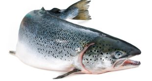 صادرات ماهی قزل آلا خال قرمز