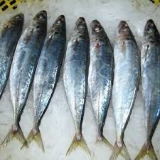 قیمت ماهی گیدر و ماهی هوور
