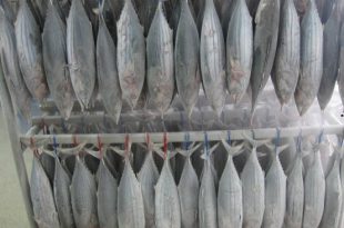 فروش ماهی صنعتی